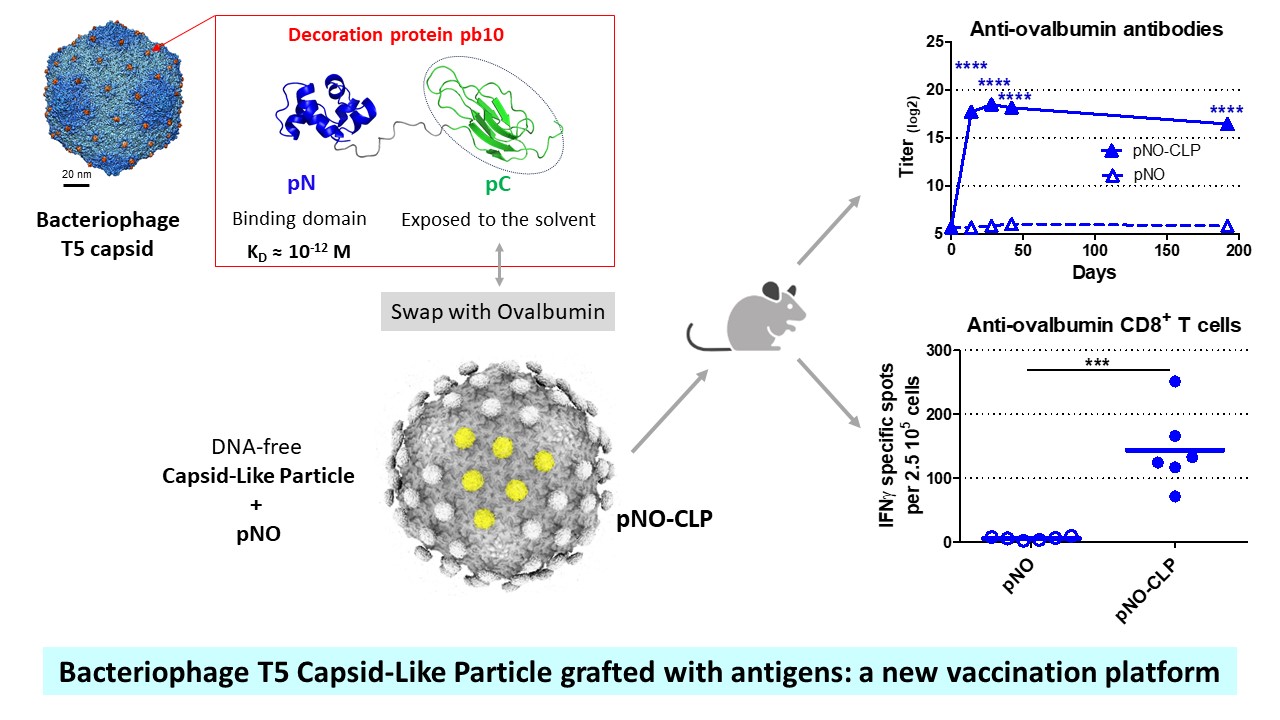 Antigen self-anchoring onto bacteriophage T5 capsid-like particles for vaccine design